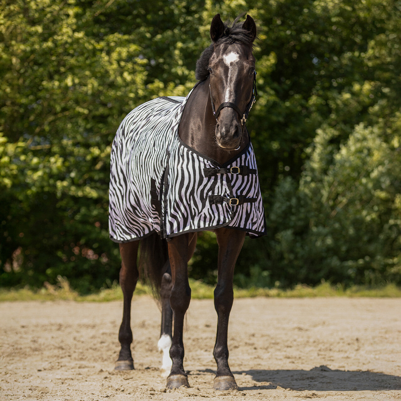 Vliegendeken Zebra