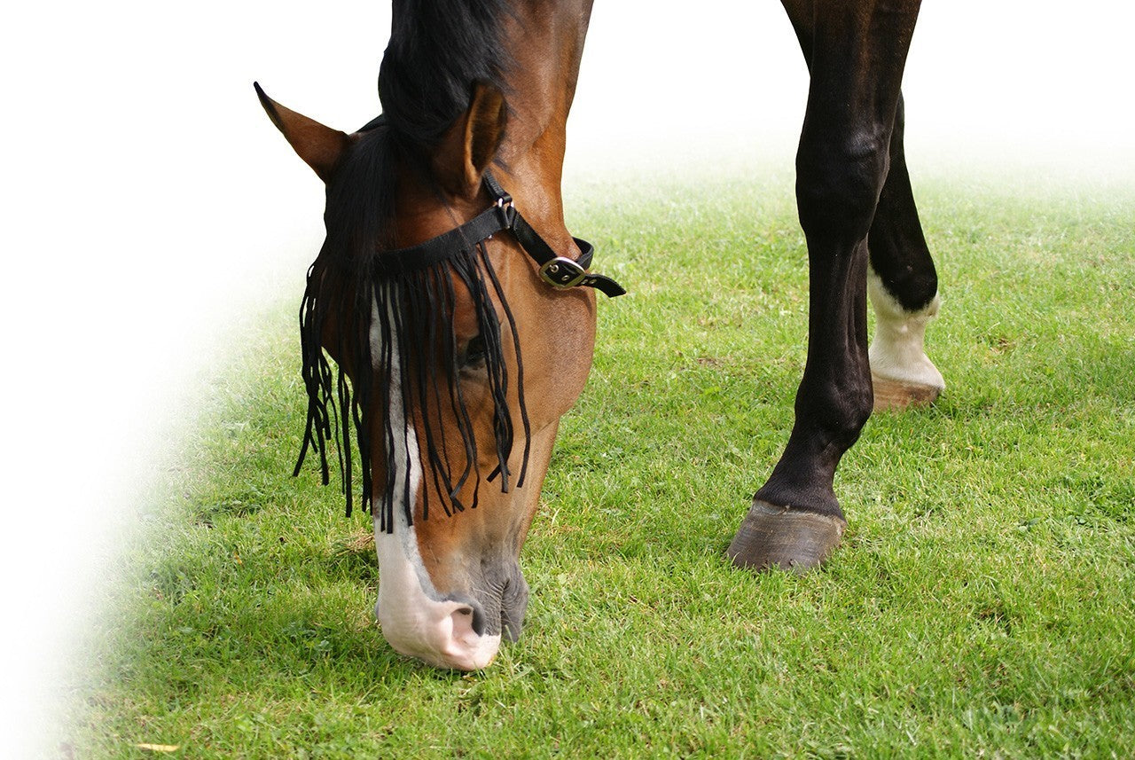 vliegenfrontriem extra