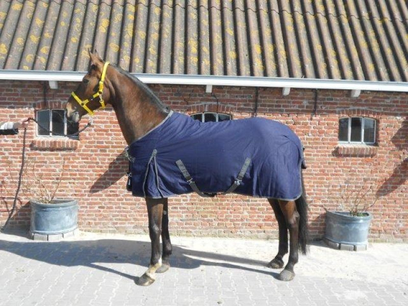 Zomerdeken professional. extra sterke zomer deken two tone deken Harry horse