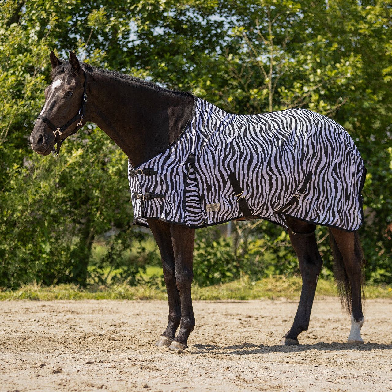 Vliegendeken Zebra