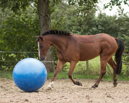 Paardenvoetbal blauw of roze