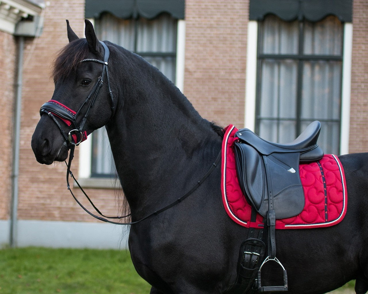 Sadeldek Q Friesian