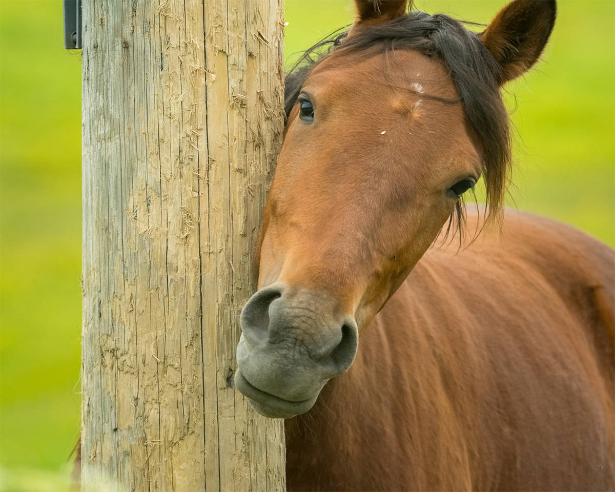 Belachelijk Bungalow schoonmaken Paard schuurt hoofd… wat nu? | Goedkopepaardendekens.nl